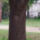 Video screenshot shows then-Police Officer Michael Slager with his gun drawn as Walter Scott ran from him April 4, 2015, in North Charleston, S.C.
ABC News screenshot
